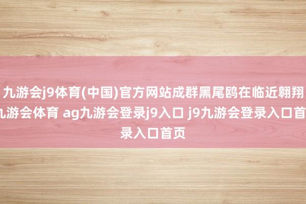 九游会j9体育(中国)官方网站成群黑尾鸥在临近翱翔-九游会体育 ag九游会登录j9入口 j9九游会登录入口首页